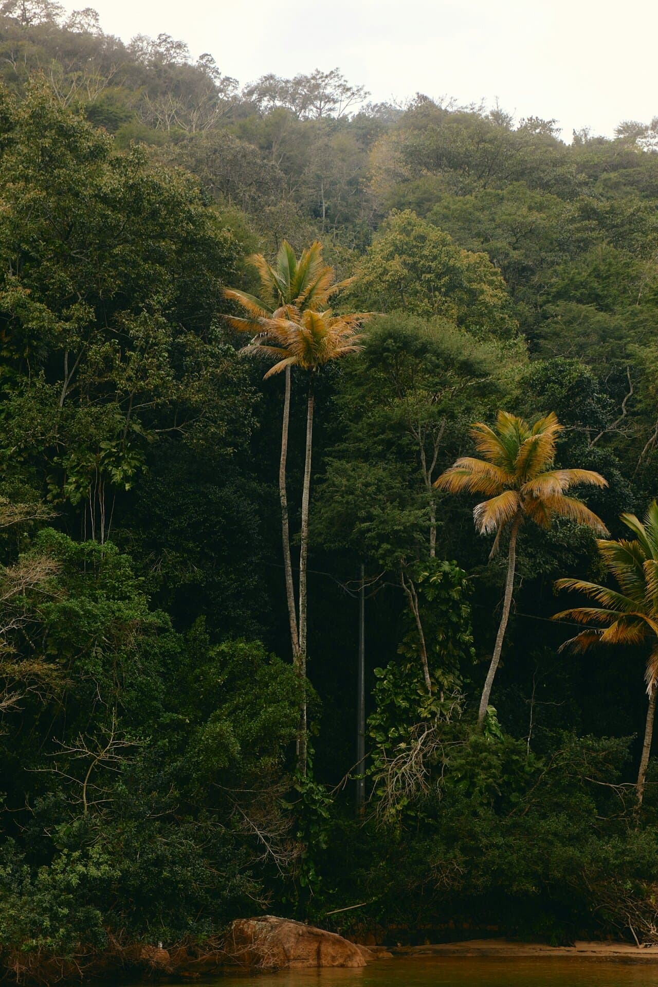 Tropical forest canopy